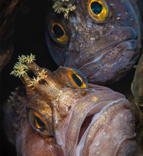 Самые удивительные кадры дикой природы с престижной премии BWPA 2026