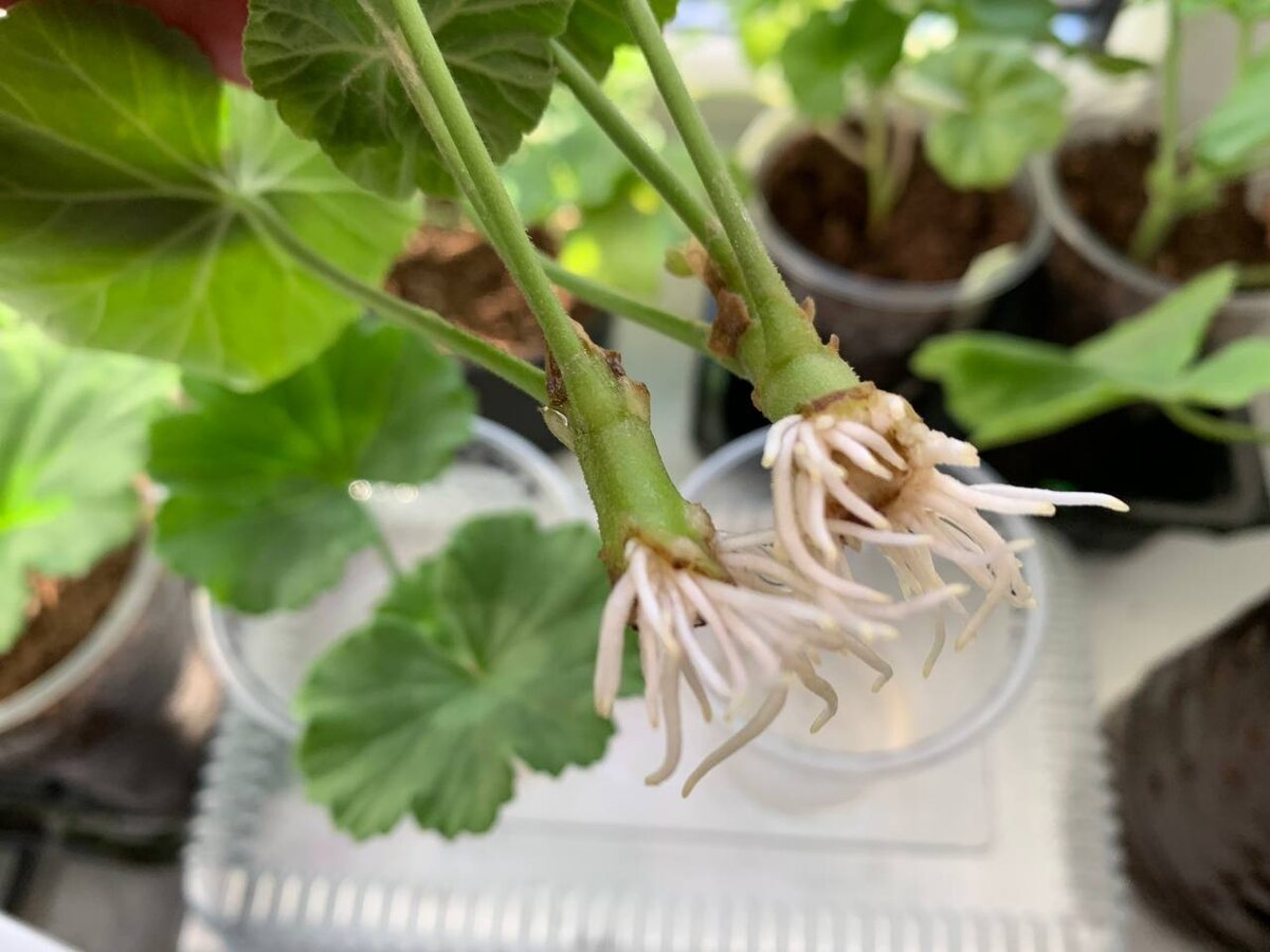 Черенкование пеларгоний. Фото автора 