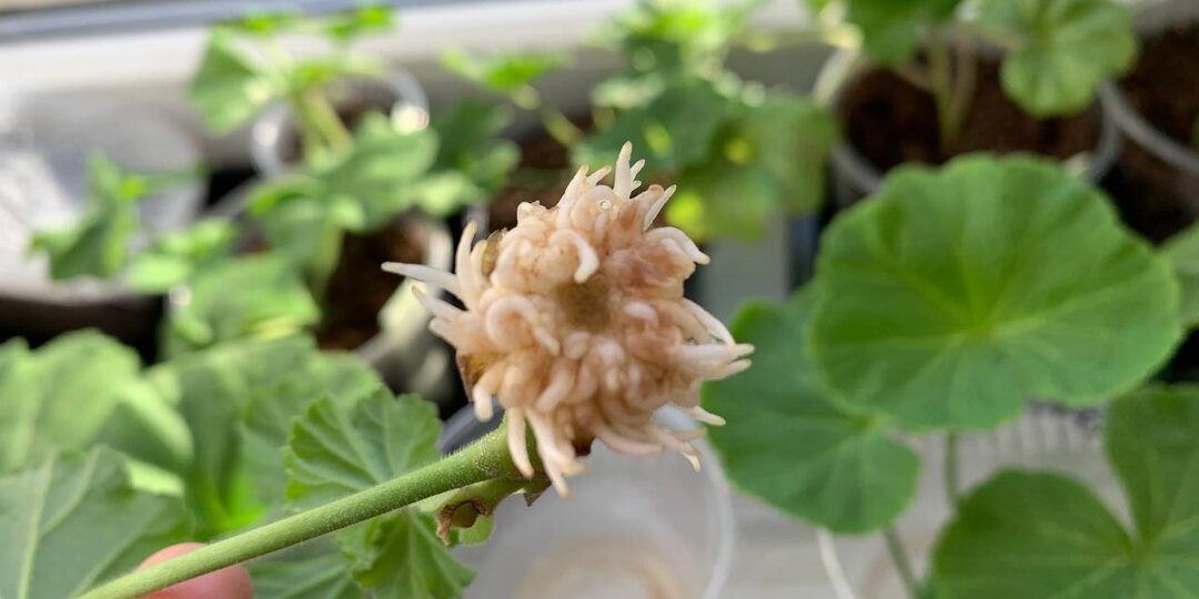 Черенкую пеларгонии не в простой воде, а в растворе: корни нарастают охотнее