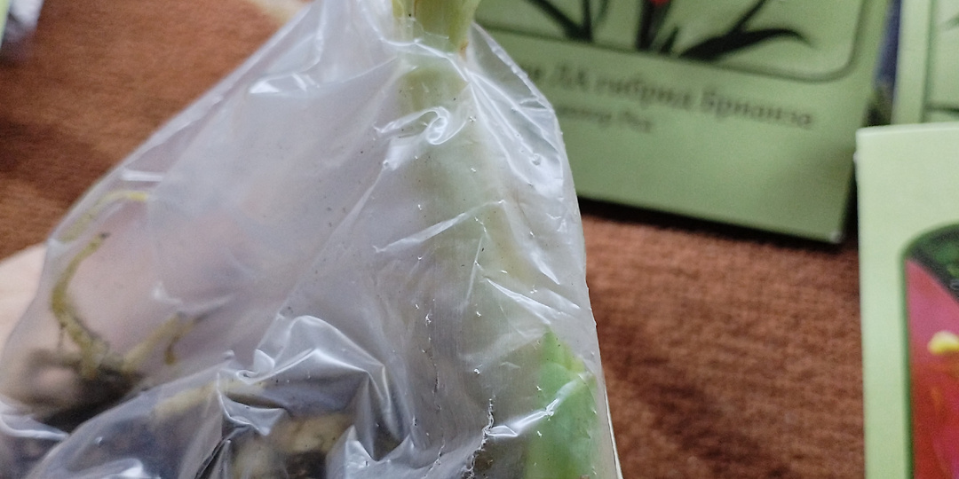 Вырастить сейчас чтобы спасти! Цветы не по сезону.