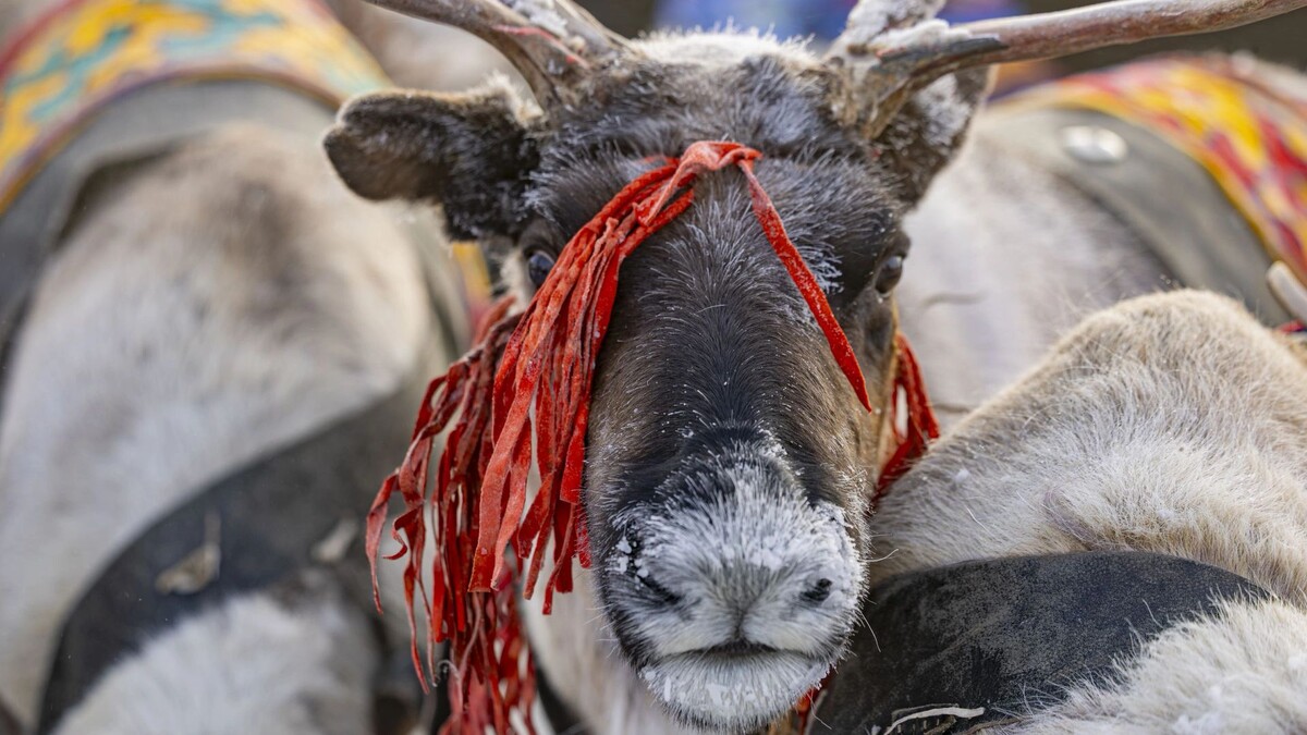    Фото: Никита Погодин/«Ямал-Медиа»