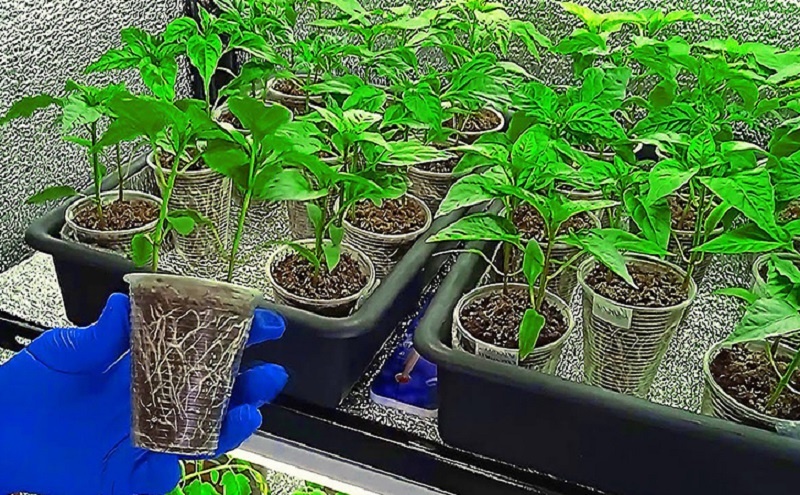 Двойная сила: способ посадки перца для большого урожая, который удивит даже опытных огородников