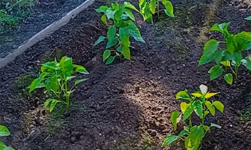 Двойная сила: способ посадки перца для большого урожая, который удивит даже опытных огородников