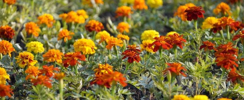 В Вологде к 9 Мая высадят более 30 тысяч цветов