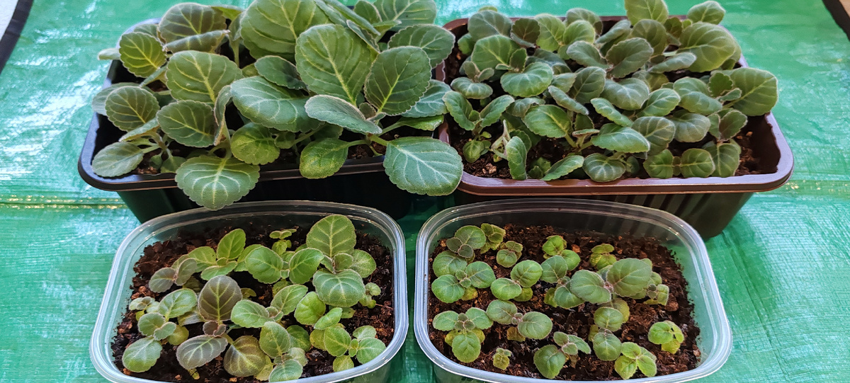 Сеянцы глоксинии