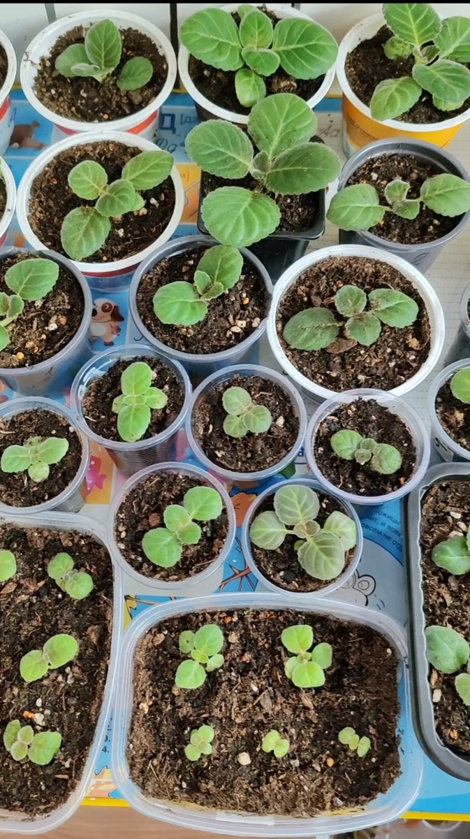 Мои сеянцы после пересадки