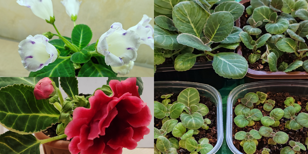 Мои глоксинии: пересадка сеянцев и встреча после зимовки