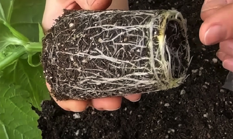 Рассада огурцов без ошибок: как вырастить мощные растения и гарантировать урожай