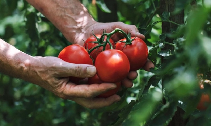 Как получить дружные всходы томатов и перца: секрет успешного выращивания