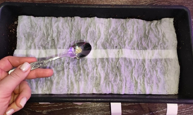 Как получить дружные всходы томатов и перца: секрет успешного выращивания