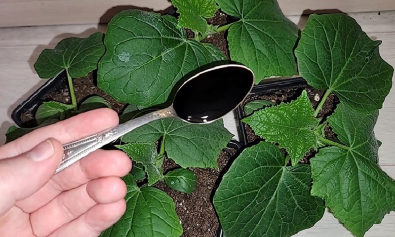 Самый ранний урожай огурцов: фермерская технология для тех, кто не любит ждать