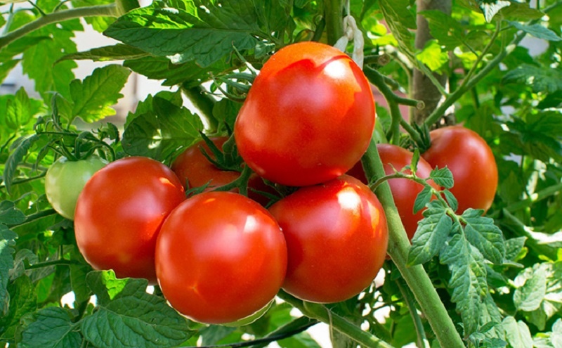 Ранние помидоры — миф или реальность? Как получить первый урожай томатов уже в июне