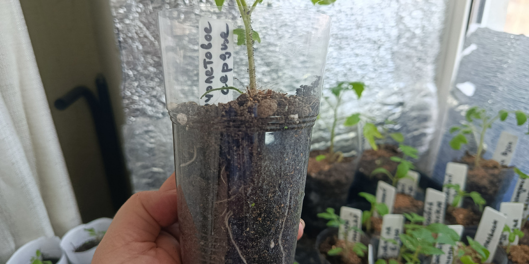 Как я подкармливаю рассаду томатов-перца