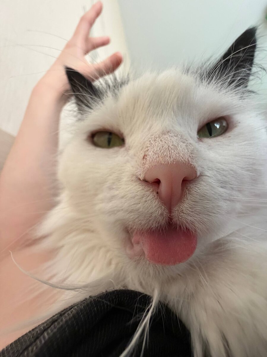 Лизок у Ксюши. Дочка говорит, эта кошица вводит её в грех. Как встать, когда такая булочка на тебе лежит 😂. 