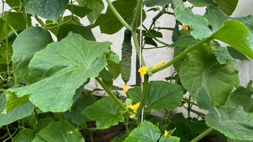    фото smilekaluga.ru