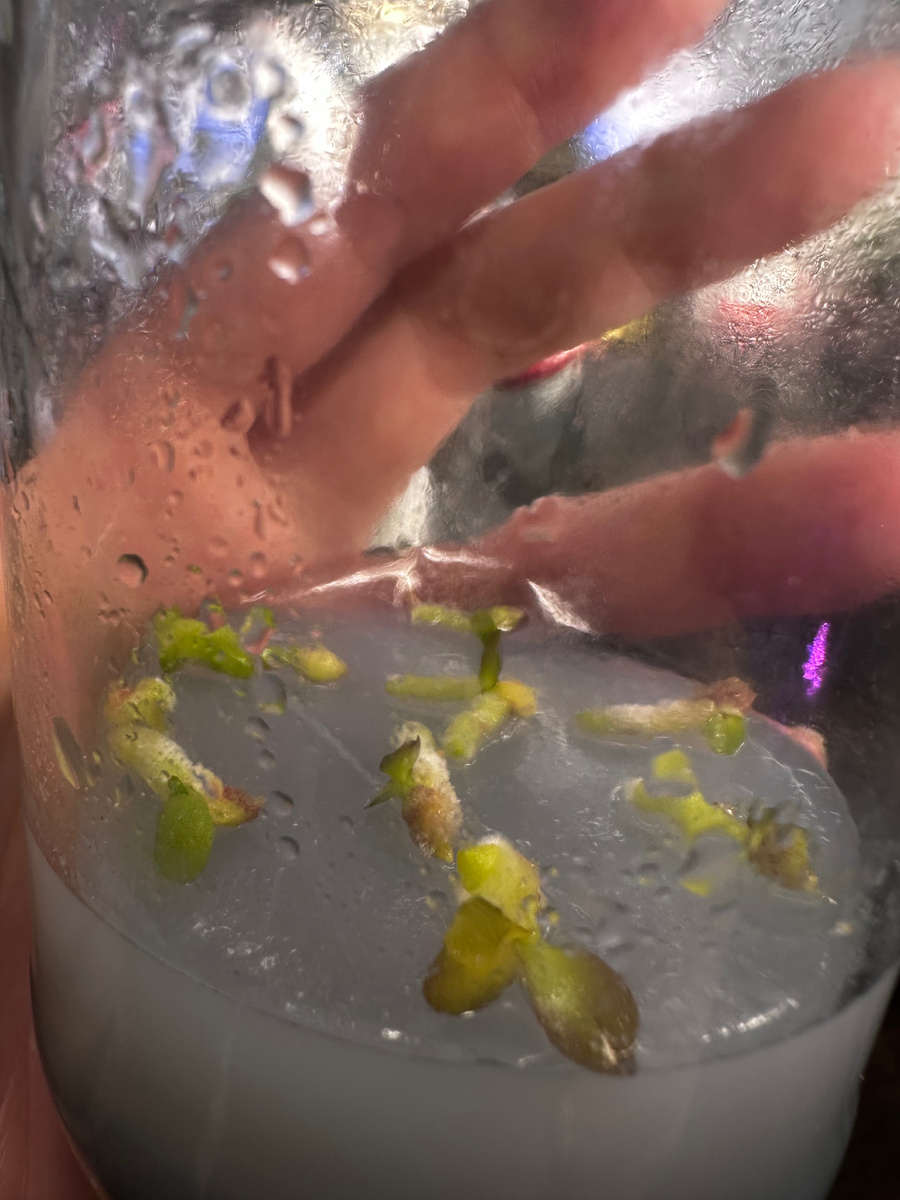 Пикированные протокормы орхидеи, возраст 3,5 месяцев 