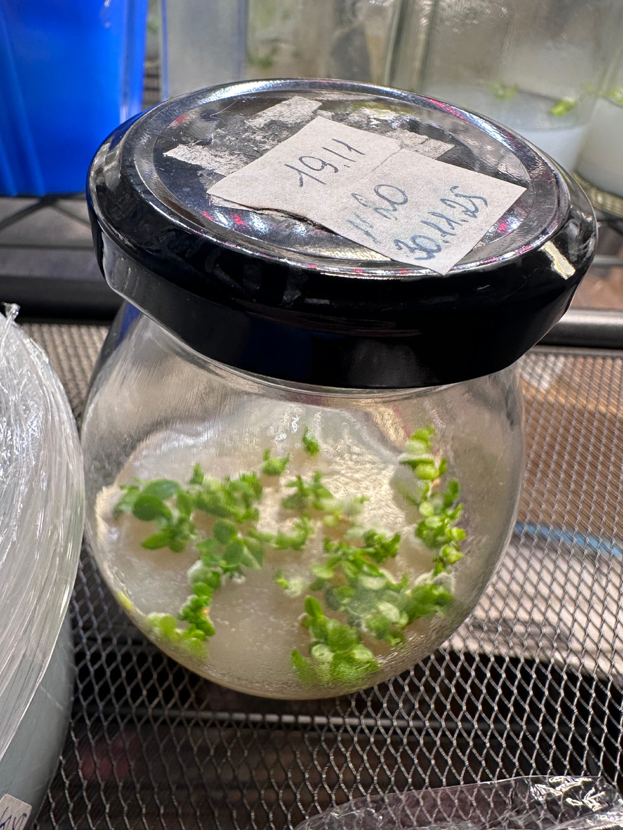 Фото сделано 10 марта