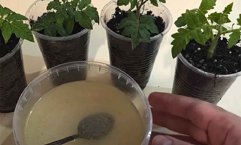 Рассада мечты: как натуральная подкормка с овсянкой и йодом превращает слабые ростки в крепкие