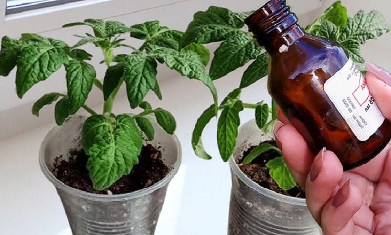 Рассада мечты: как натуральная подкормка с овсянкой и йодом превращает слабые ростки в крепкие