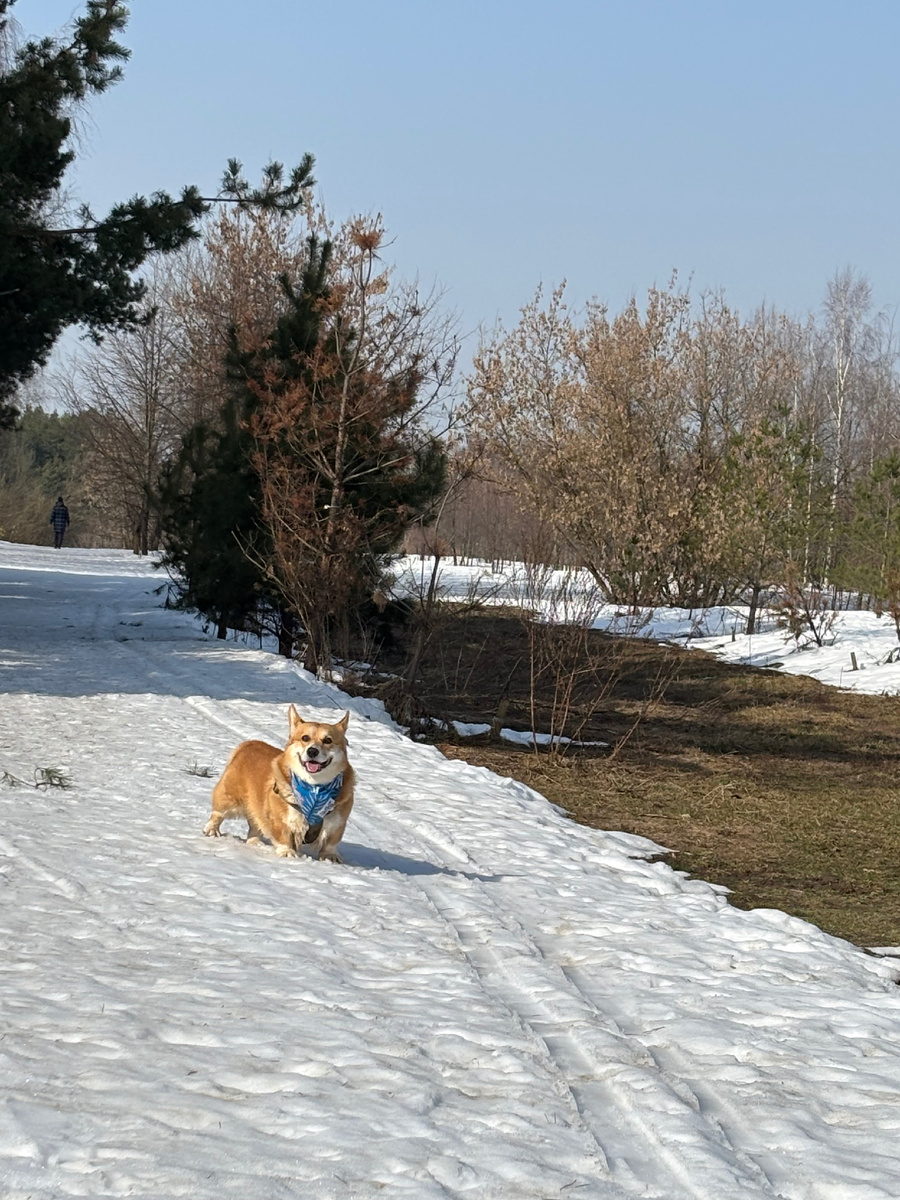 Корги Бильбо в марте в парке