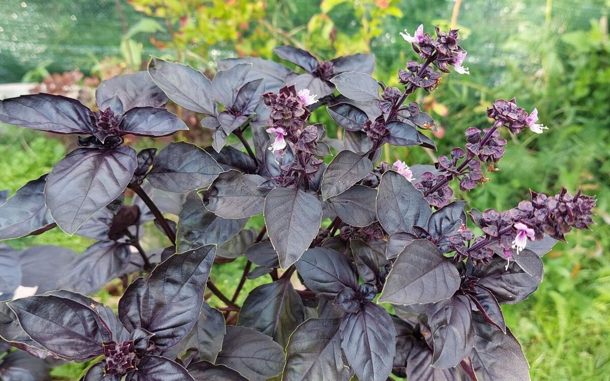 Ничего странного: просто цветет базилик  