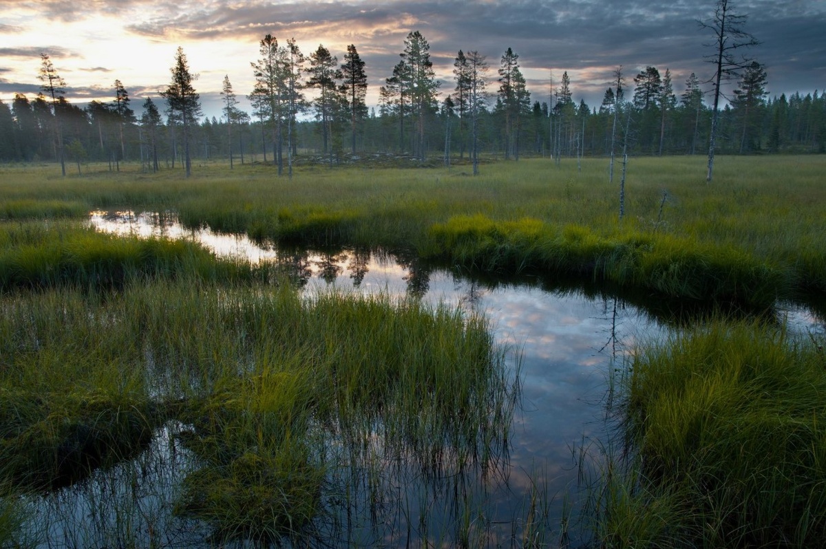 Изображение с сайта elaldin.ru.obrazuyut-bolota
