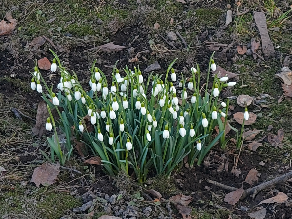 Тапкофото автора