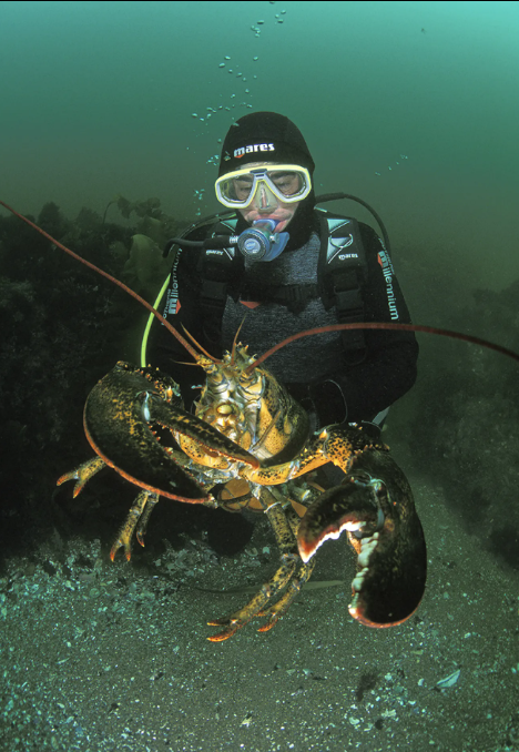 Ловля омаров у побережья Кейп-Код.