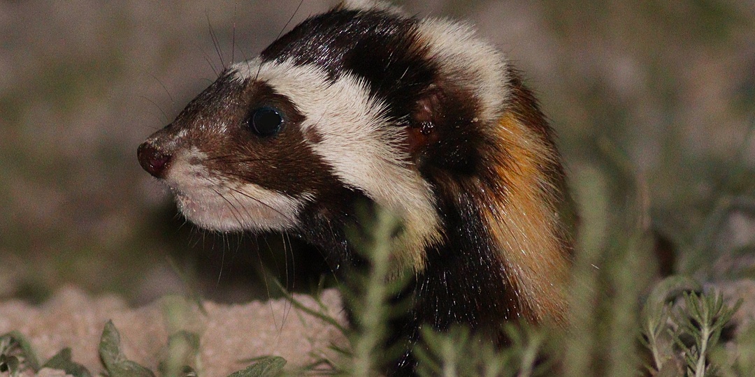 От врага до охранника: как дикая перевязка стала защитницей кур