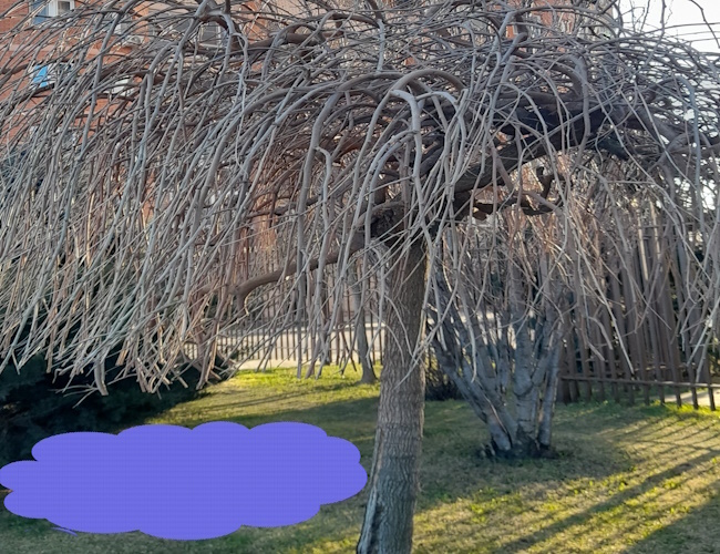 Ждала такси. Это плакучая берёза