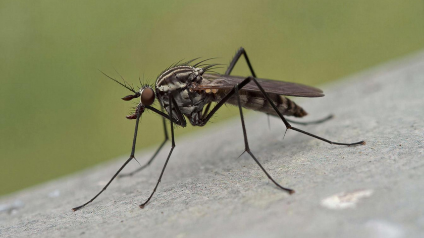    нейросеть shedevrum