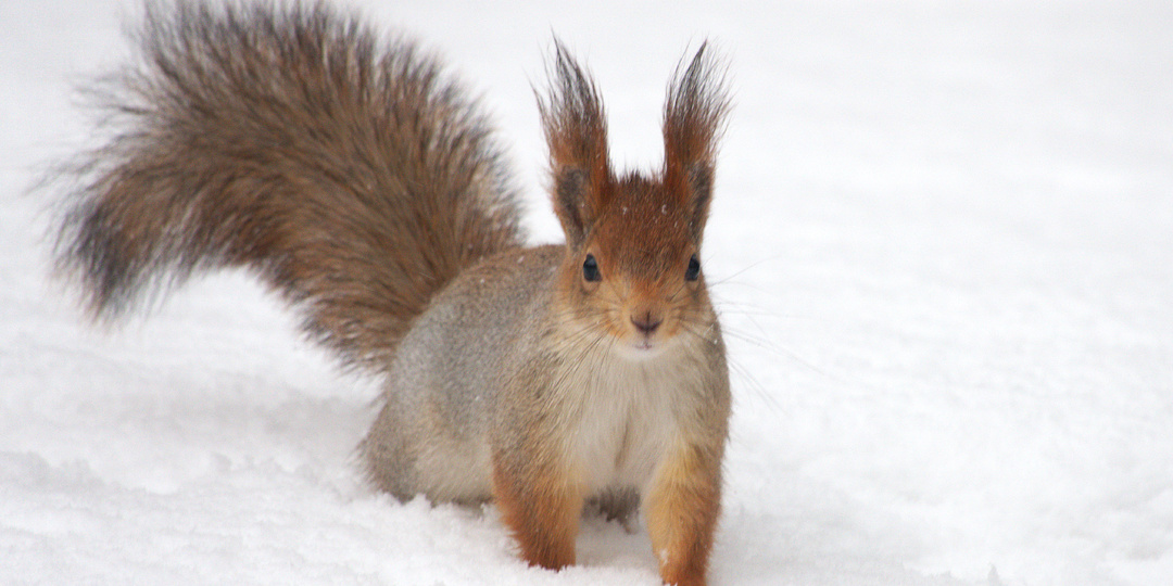 Белки и птицы. Подборка моих фото на начало марта 2026