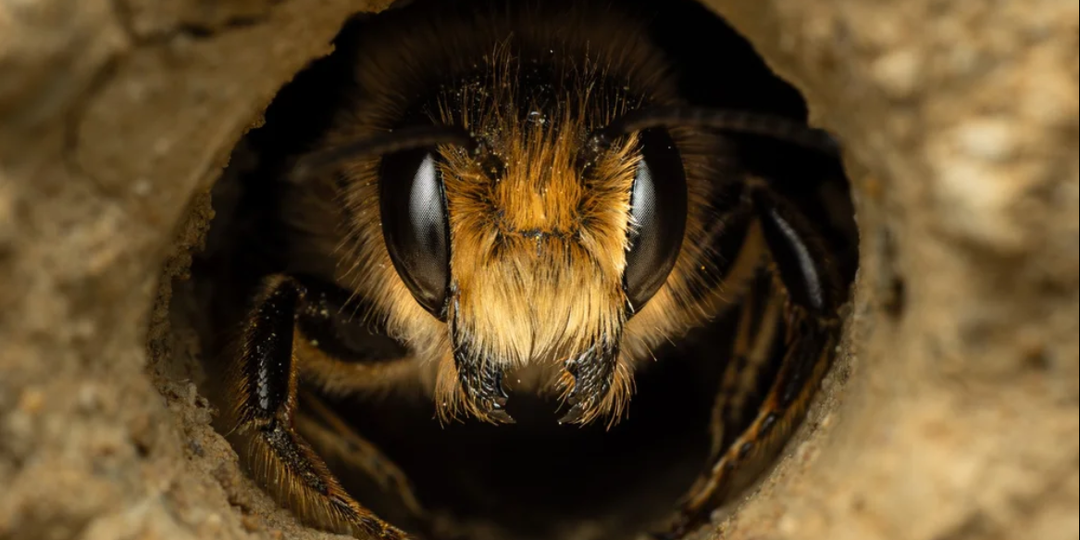 Когда дети снимают не хуже взрослых: вторая часть подборки победителей BWPA 2026