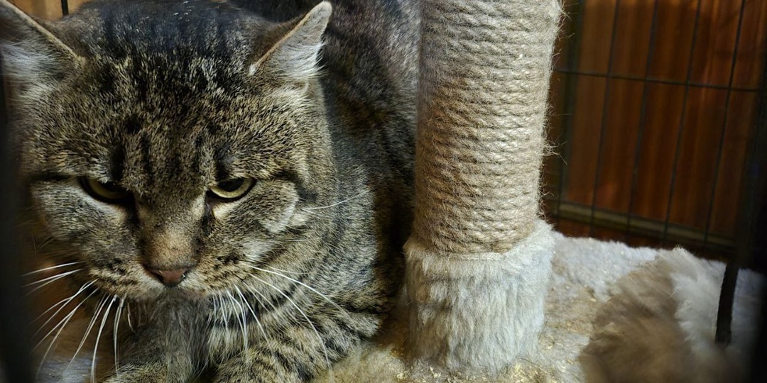 Жизнь кота менялась не один раз за короткое время, и сейчас снова сделает крутой поворот. И пока не сказать, что к лучшему