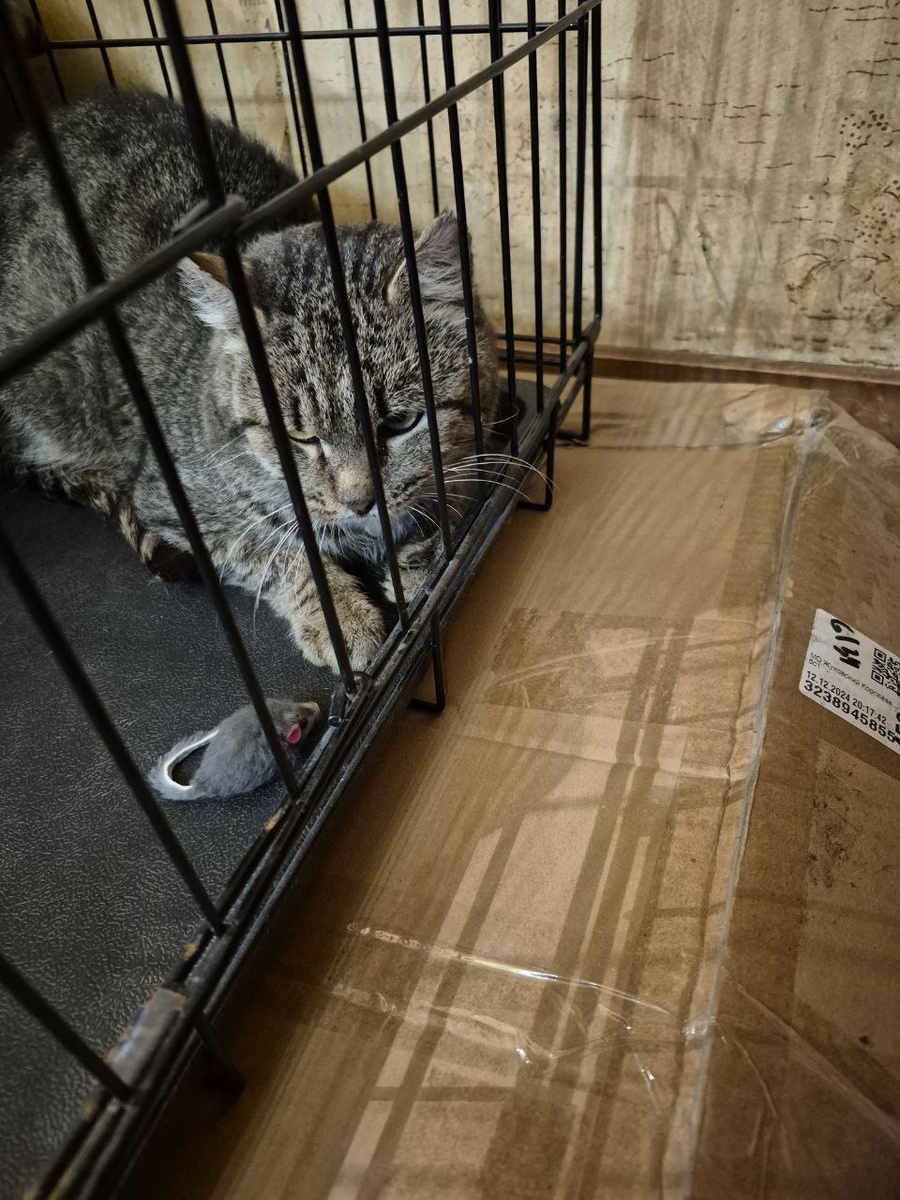 В квартире тоже сначала поставили клетку. Но там было тепло и тихо