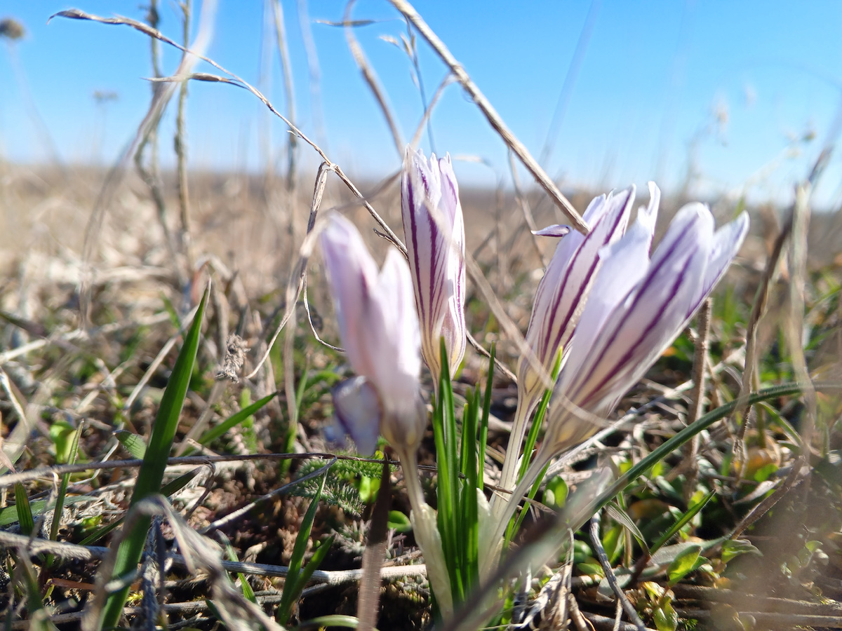 Крокусы. Фото авторов