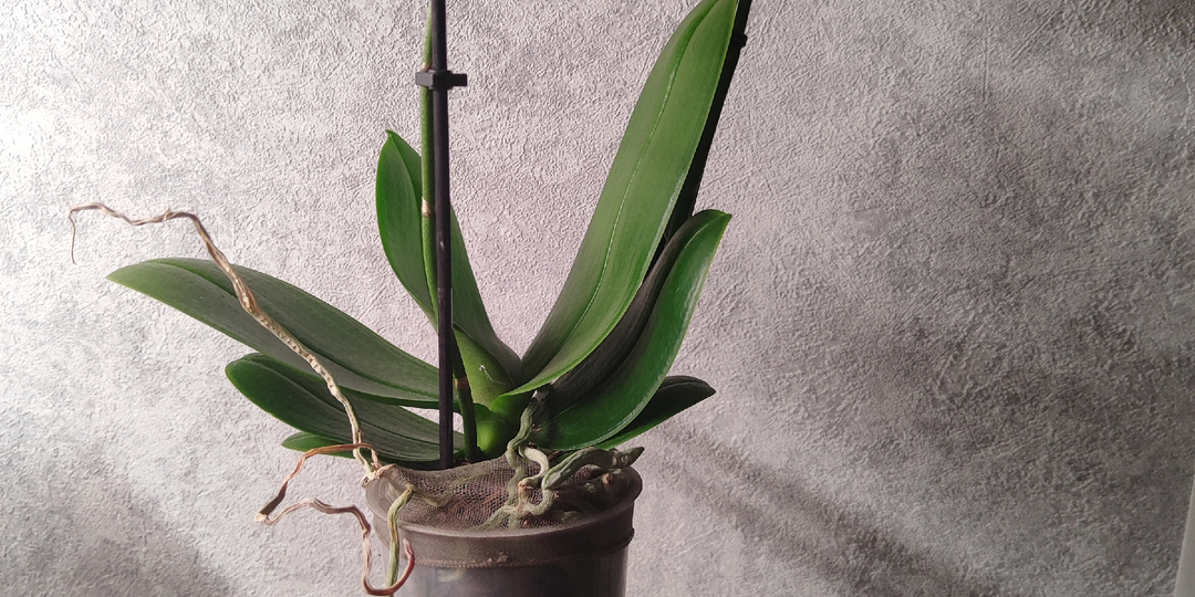 Воздушные корни у орхидеи: что с ними делать и можно ли обрезать? (Пошаговая инструкция)