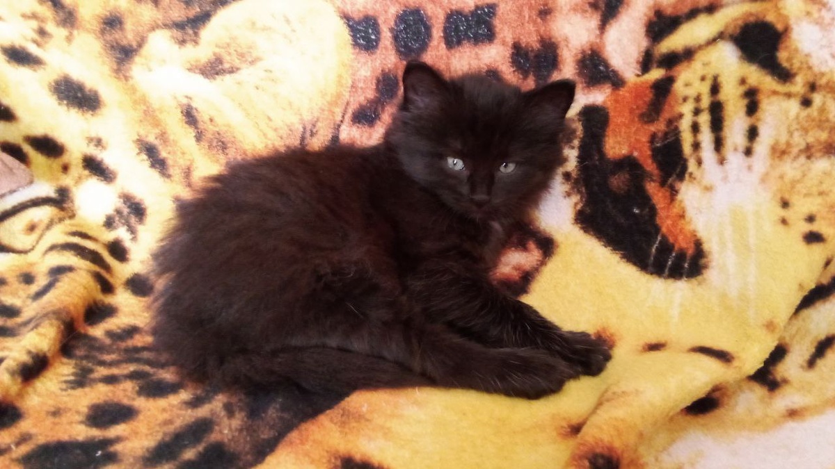 Ну как в такого можно было не влюбиться?