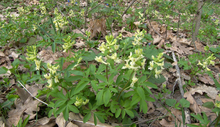 Хохлатка Маршалла (Corydalis Marschalliana (Pall. ex Willd.) Pers.)