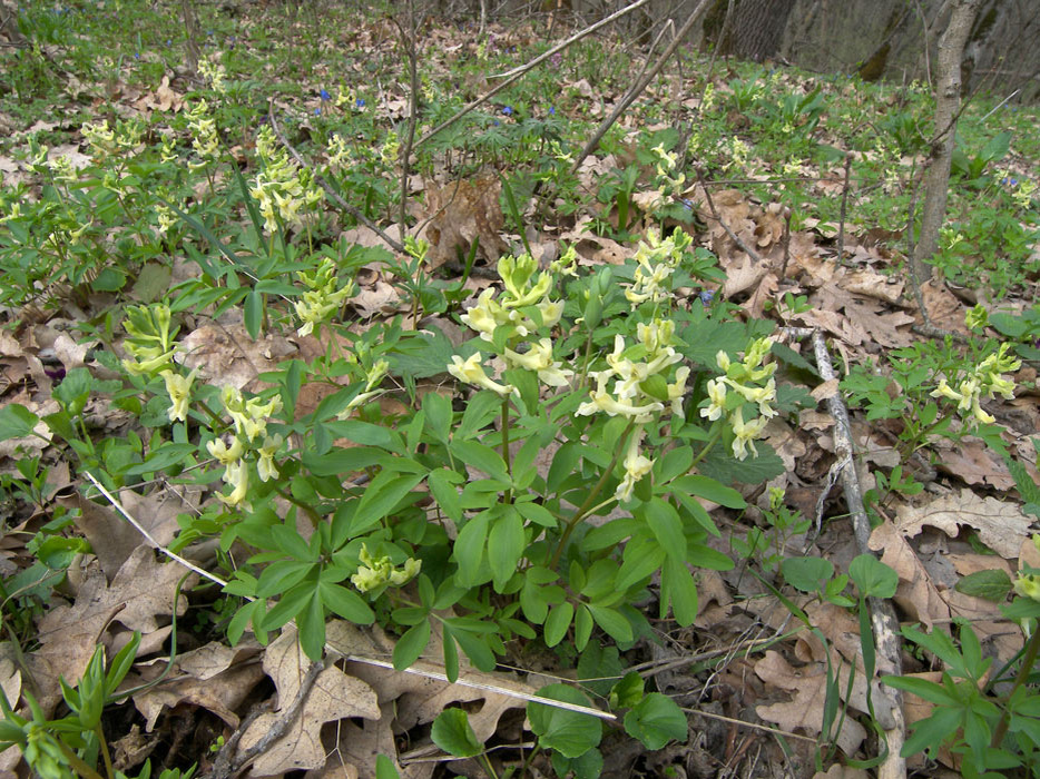 Хохлатка Маршалла (Corydalis Marschalliana (Pall. ex Willd.) Pers.) в природе Северного Кавказа.