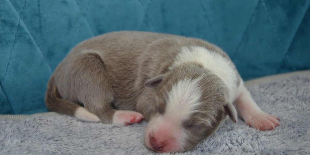 Снялся с резерва самый красивый мальчишка от Фенди и Бетти лилового окраса