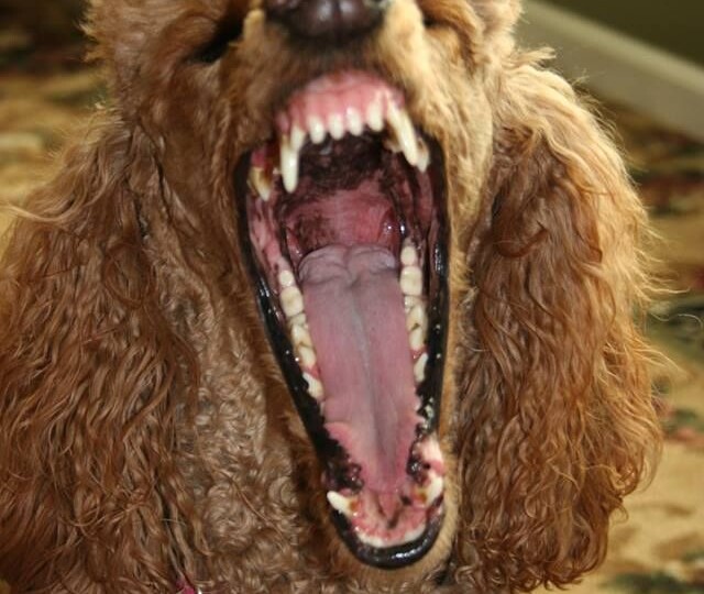 Маленький пудель с большим сердцем: может ли эта порода быть защитником?