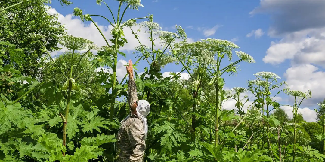 Дачников ждет штраф до 50 тысяч рублей за инвазивные растения