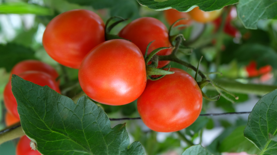 Сажаю в марте черри: удачные даты подарят урожай слаще конфет, а дети едят прямо с куста