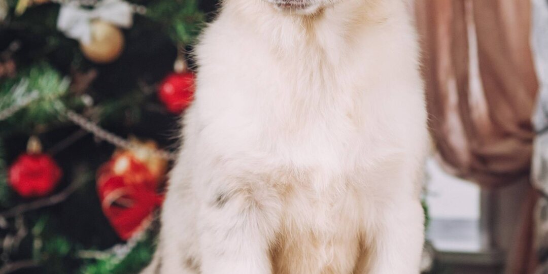 По-прежнему ищет ручки подращенный щенок , 7 мес, с отличной психикой, социализирован, привит, чипирован , с родословной