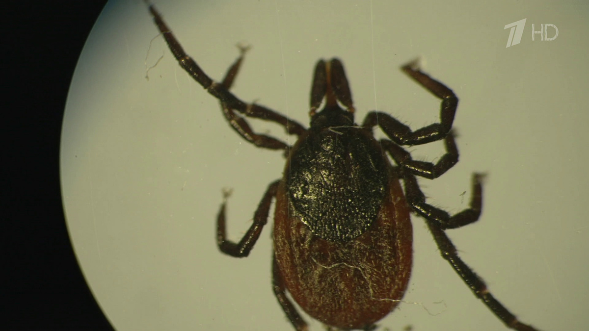    Первый канал