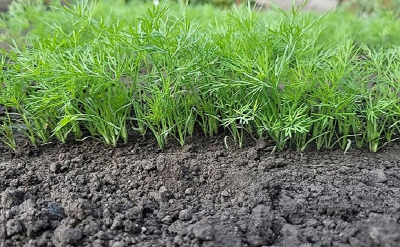 Выращиваем пышный и сочный укроп: проверяем тайный метод дачников 