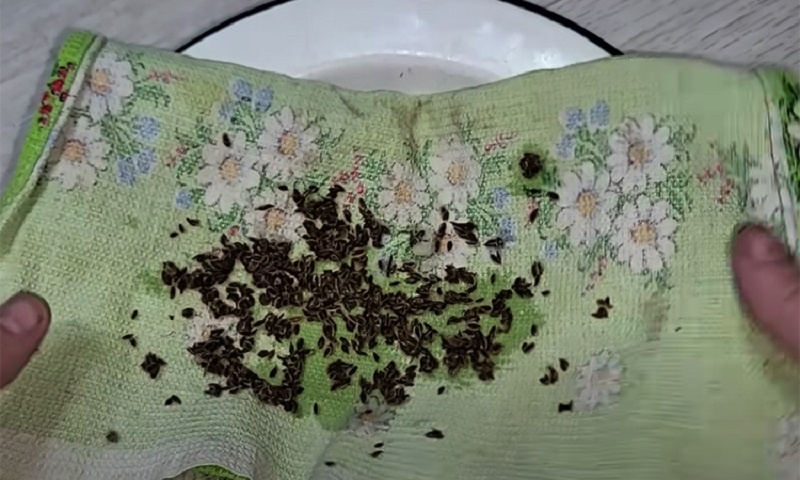 Выращиваем пышный и сочный укроп: проверяем тайный метод дачников 