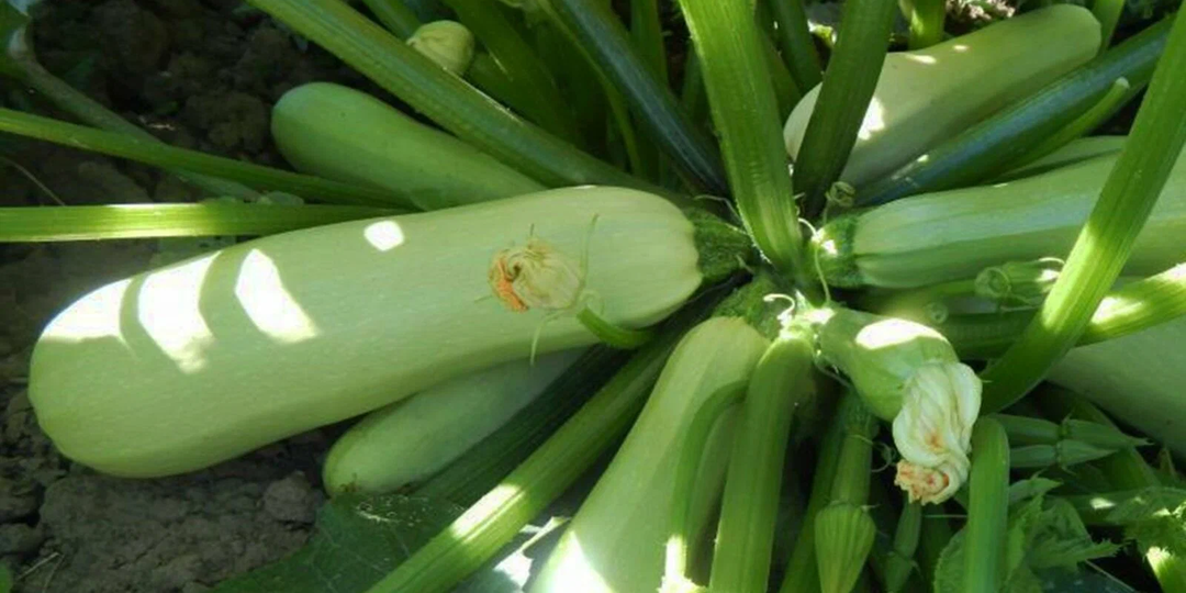 Сорта кабачков, испытанные мной много лет
