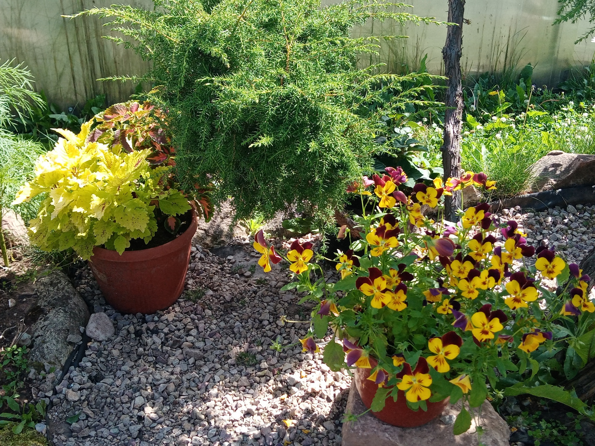 Виолки и можжевельник/фото автора 